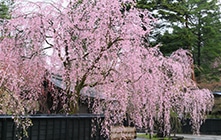 Kakunodate（Akita）