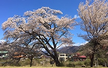 Nikko（Tochigi）