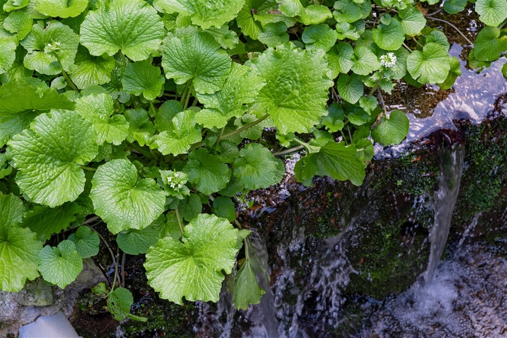 Wasabi-picking Experience