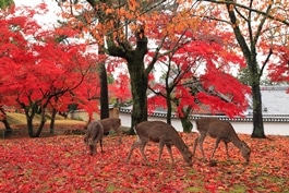 Deers in Nara Park