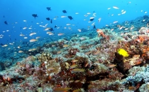 Coral Reef / ©Klaus Stiefel & Piranha Divers Okinawa/©JNTO