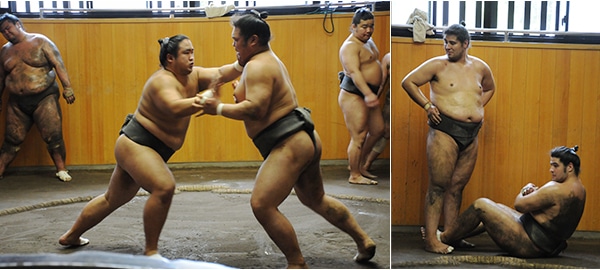 Visit to a Sumo Stable