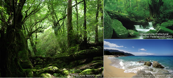 All of Japan's Natural Bounty
　　　on One Small Island - Yakushima -