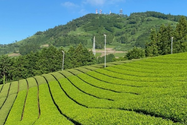 Tea Leaf Harvest Workshop