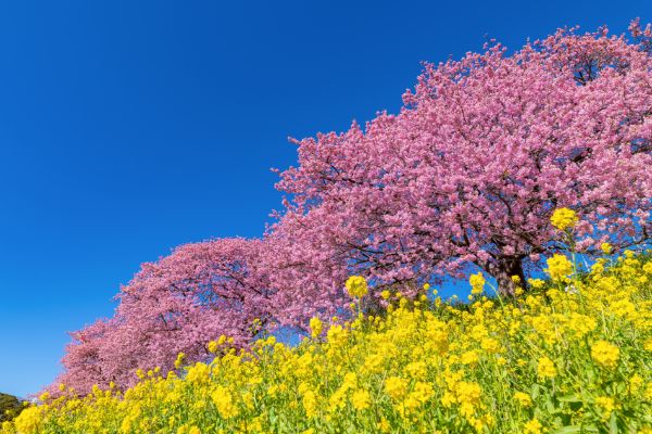 Kawazu, Shizuoka