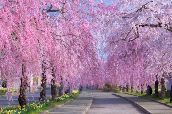 Nicchu Line, fukushima