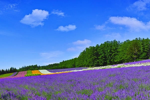 Hokkaido Lavender 
