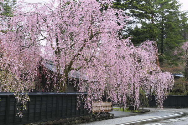Osaka Castle