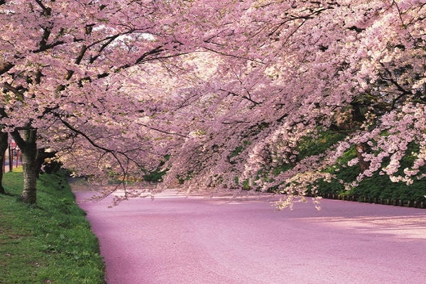 SPRING TOHOKU