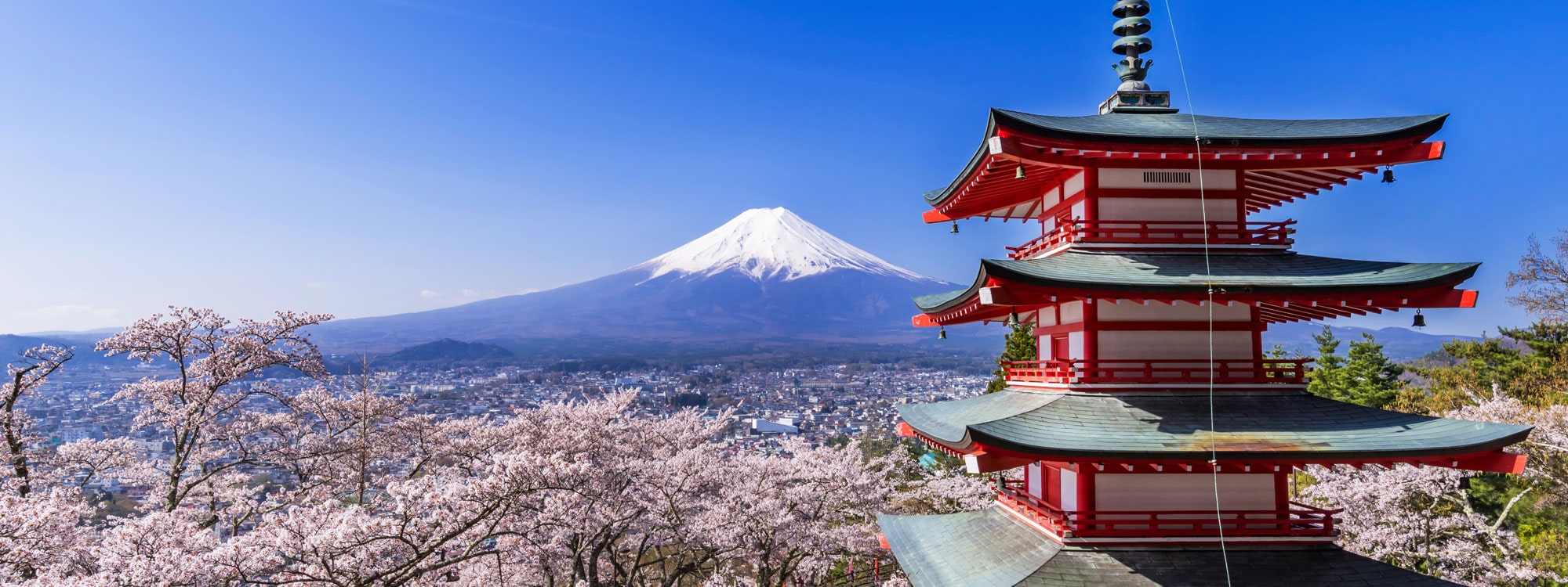 tour operator for japan