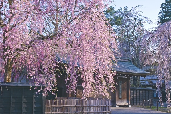 SPRING TOHOKU