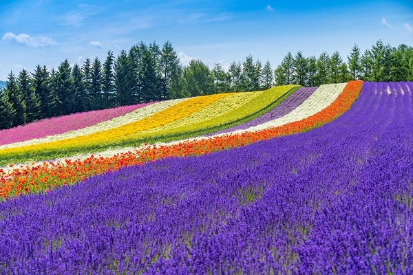 Lavender field