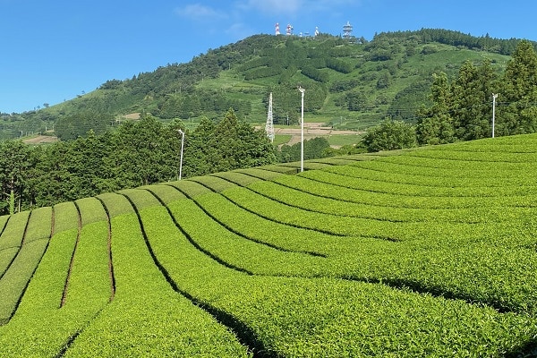 TEA GARDEN RESTAURANT IN THE SKY